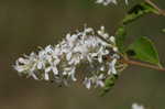 Chinese privet